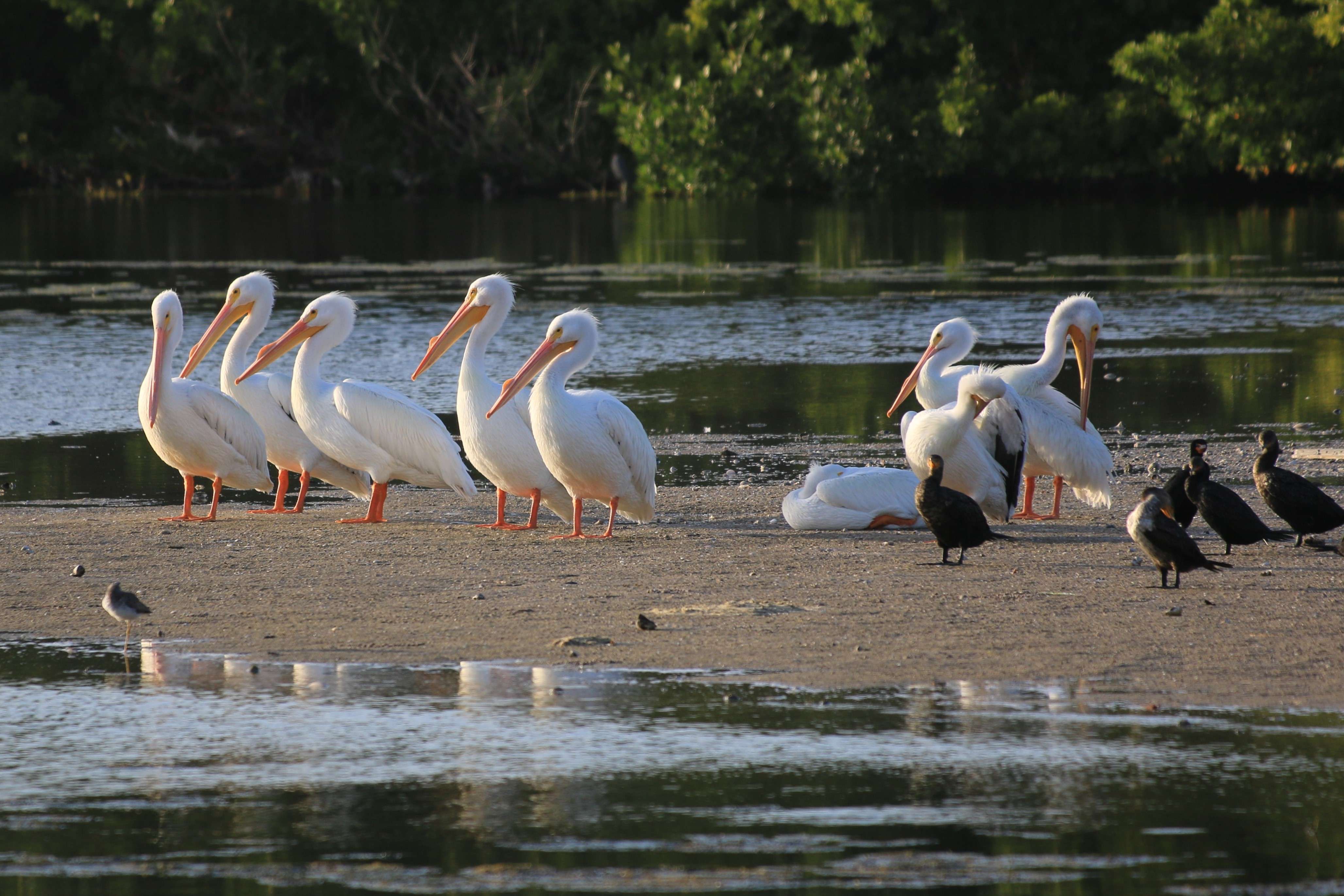 White pelicans on Sanibel Island